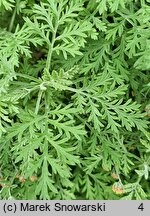 Artemisia frigida (bylica frędzlasta)