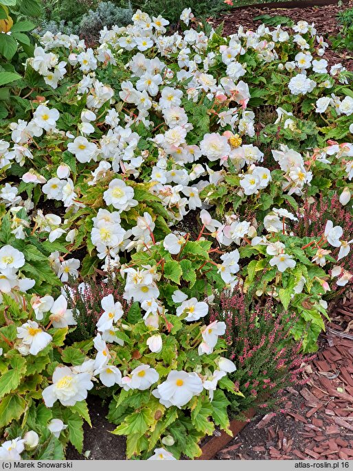 Begonia ×tuberhybrida Go!EARLY White