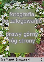 Begonia ×tuberhybrida Go!EARLY White
