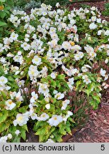 Begonia ×tuberhybrida Go!EARLY White