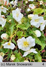 Begonia ×tuberhybrida Go!EARLY White