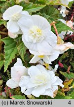 Begonia ×tuberhybrida Go!EARLY White