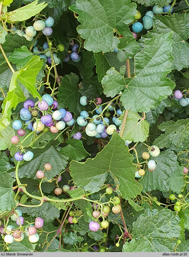 Ampelopsis glandulosa var. brevipedunculata (winnik zmienny odm. krótkoszypułkowa)