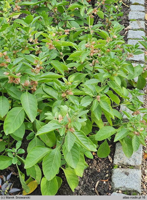 Withania somnifera (witania nasenna)