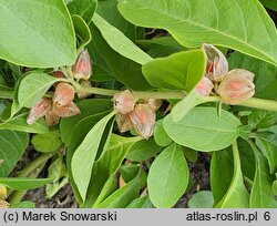 Withania somnifera (witania nasenna)