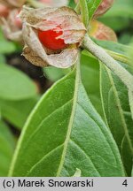 Withania somnifera (witania nasenna)