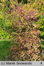 Callicarpa dichotoma (pięknotka rozwidlona)