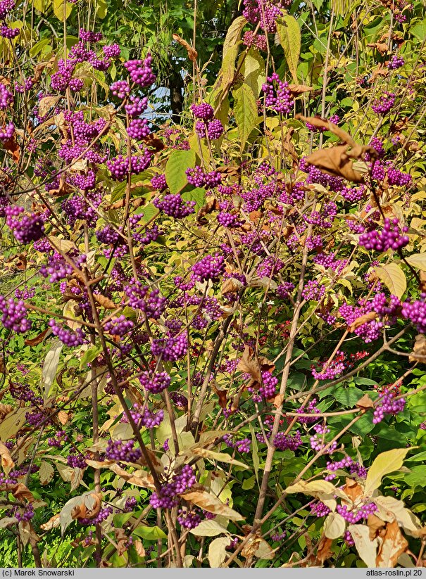 Callicarpa dichotoma (pięknotka rozwidlona)