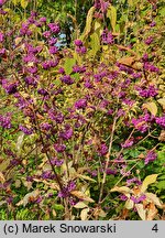 Callicarpa dichotoma (pięknotka rozwidlona)