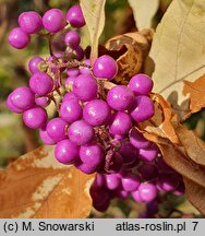 Callicarpa dichotoma (pięknotka rozwidlona)