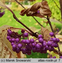 Callicarpa dichotoma (pięknotka rozwidlona)