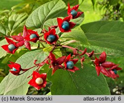 Clerodendrum trichotomum (szczęślin trójdzielny)