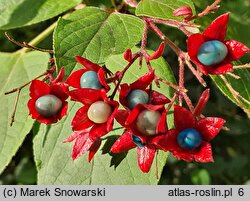 Clerodendrum trichotomum (szczęślin trójdzielny)