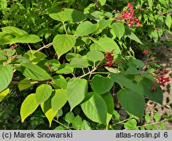 Clerodendrum trichotomum (szczęślin trójdzielny)