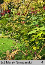 Clerodendrum trichotomum (szczęślin trójdzielny)