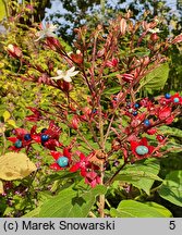 Clerodendrum trichotomum (szczęślin trójdzielny)