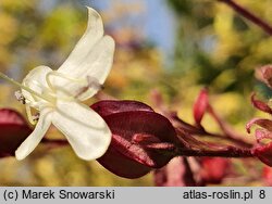 Clerodendrum trichotomum (szczęślin trójdzielny)