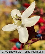 Clerodendrum trichotomum (szczęślin trójdzielny)