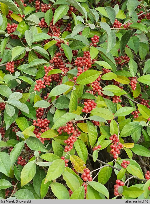 Elaeagnus umbellata (oliwnik baldaszkowaty)