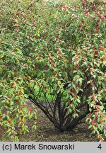 Elaeagnus umbellata (oliwnik baldaszkowaty)