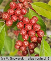 Elaeagnus umbellata (oliwnik baldaszkowaty)