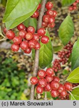 Elaeagnus umbellata (oliwnik baldaszkowaty)