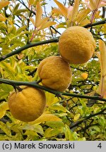 Citrus trifoliata (pomarańcza trójlistkowa)