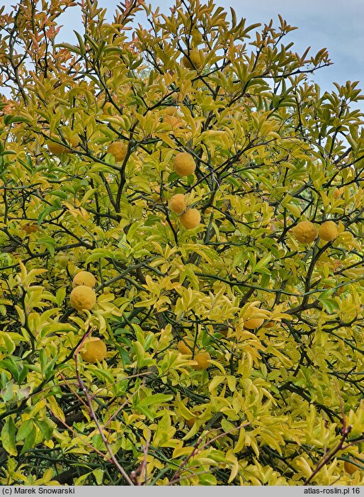 Citrus trifoliata (pomarańcza trójlistkowa)