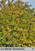 Citrus trifoliata (pomarańcza trójlistkowa)