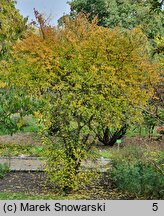 Citrus trifoliata (pomarańcza trójlistkowa)