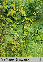 Citrus trifoliata (pomarańcza trójlistkowa)