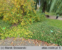 Waldsteinia ternata (pragnia syberyjska)