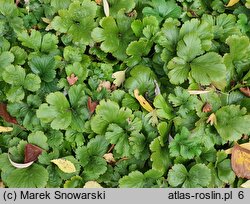 Waldsteinia ternata (pragnia syberyjska)