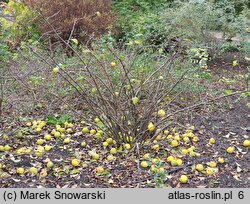 Chaenomeles cathayensis (pigwowiec katajski)