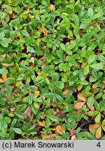 Potentilla tridentata (pięciornik trójząbkowy)