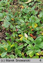 Potentilla tridentata (pięciornik trójząbkowy)