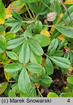 Potentilla tridentata (pięciornik trójząbkowy)