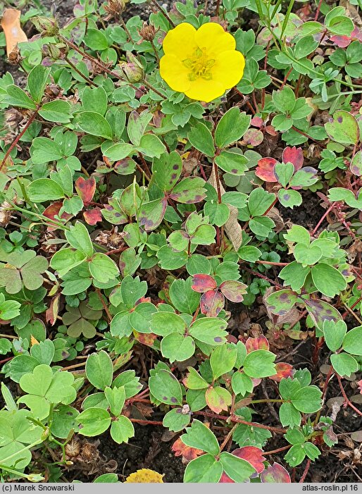 Sibbaldia cuneata (pięciornik kalinolistny)