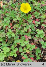 Sibbaldia cuneata (pięciornik kalinolistny)