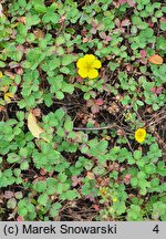 Sibbaldia cuneata (pięciornik kalinolistny)