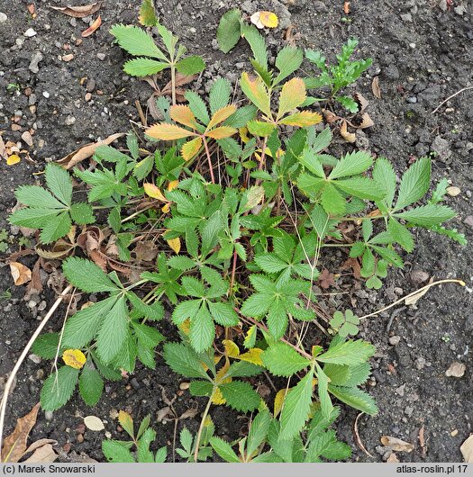 Potentilla delphinensis (pięciornik delficki)