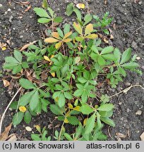 Potentilla delphinensis (pięciornik delficki)