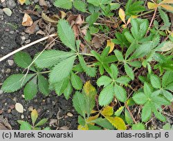 Potentilla delphinensis (pięciornik delficki)