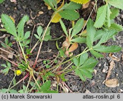 Potentilla delphinensis (pięciornik delficki)