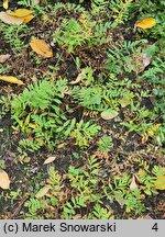 Potentilla bifurca (pięciornik dwuzębny)