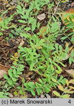 Potentilla bifurca (pięciornik dwuzębny)