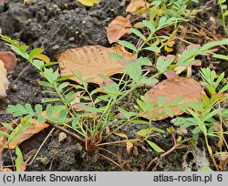 Potentilla bifurca (pięciornik dwuzębny)