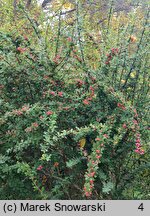 Berberis arido-calida