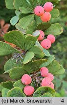 Berberis arido-calida