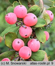 Berberis arido-calida